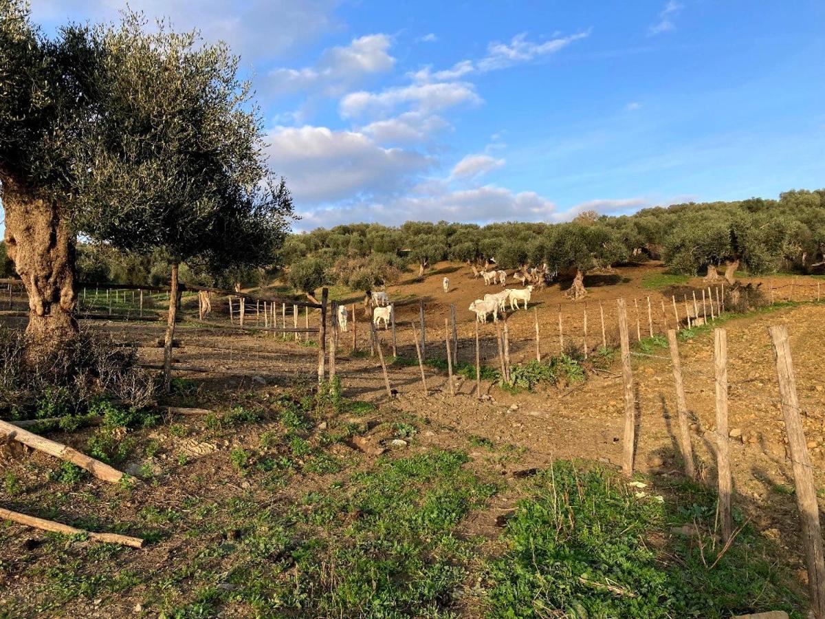 Fattoria Tolomei Campagnatico Экстерьер фото
