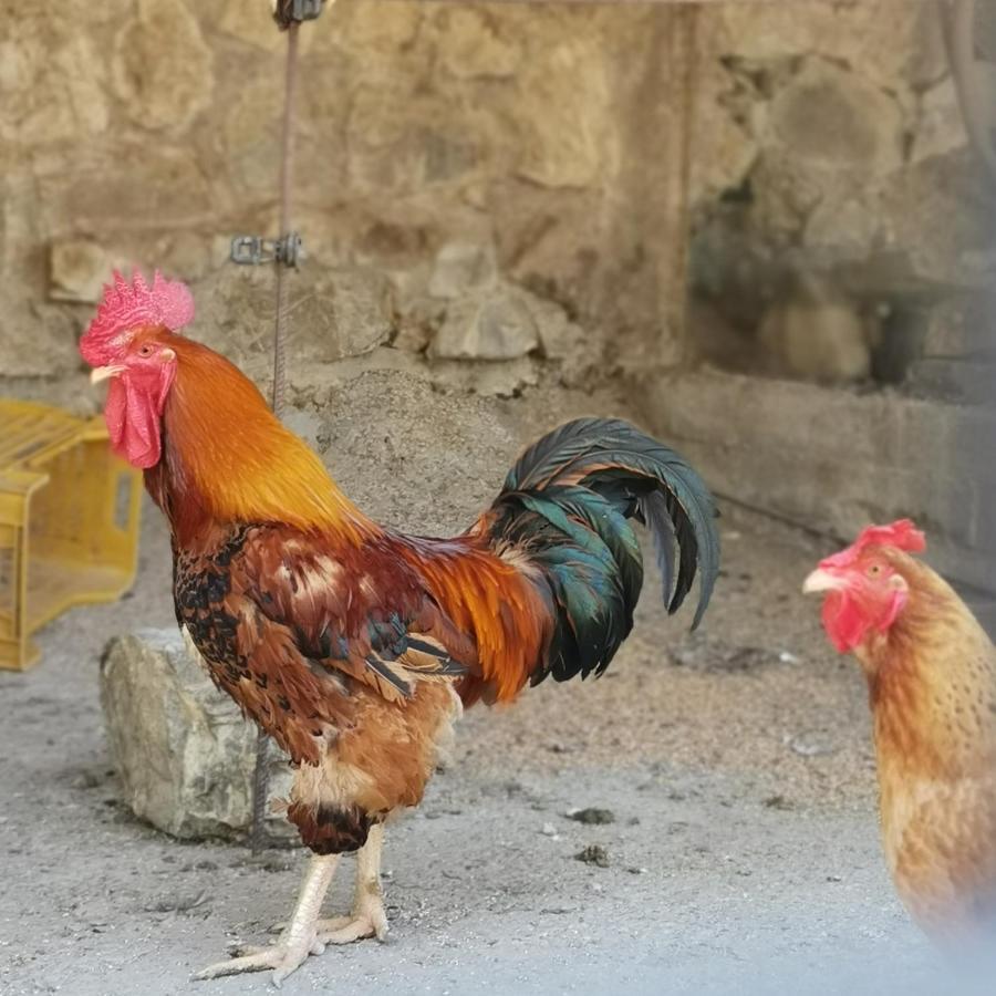 Fattoria Tolomei Campagnatico Экстерьер фото